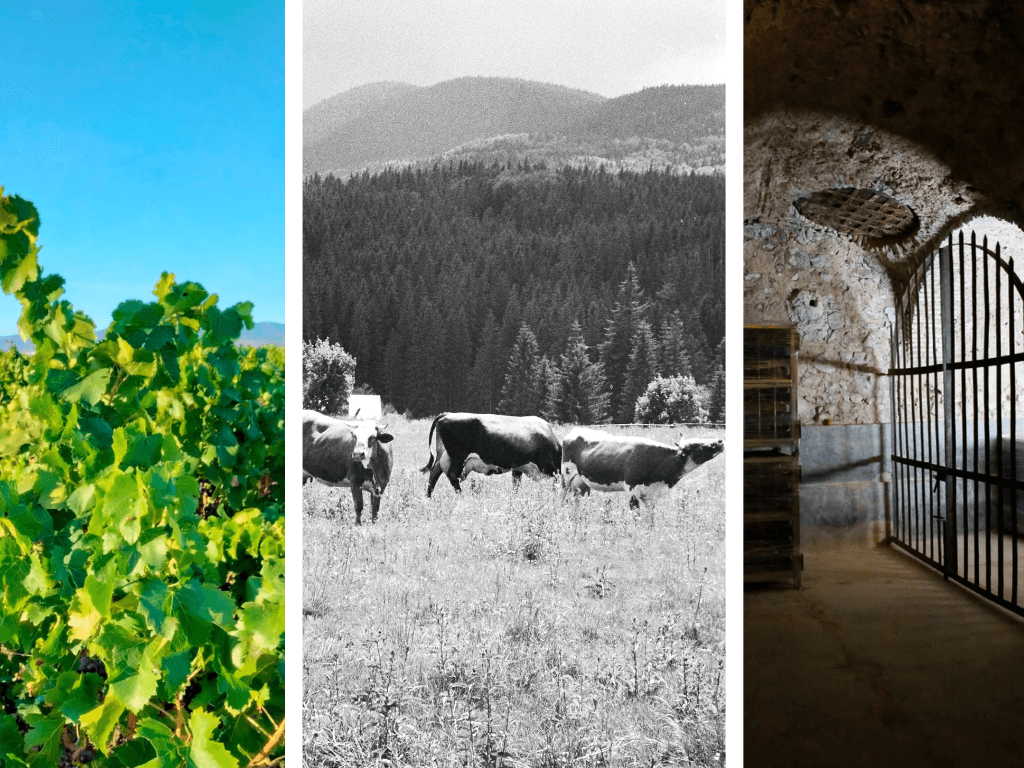 Cartel de Libre y Salvaje en trashumancia: vacas, viñas y cata en la Sierra de Algairén