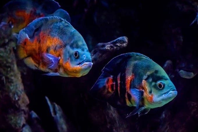 Cartel de Visita el Acuario