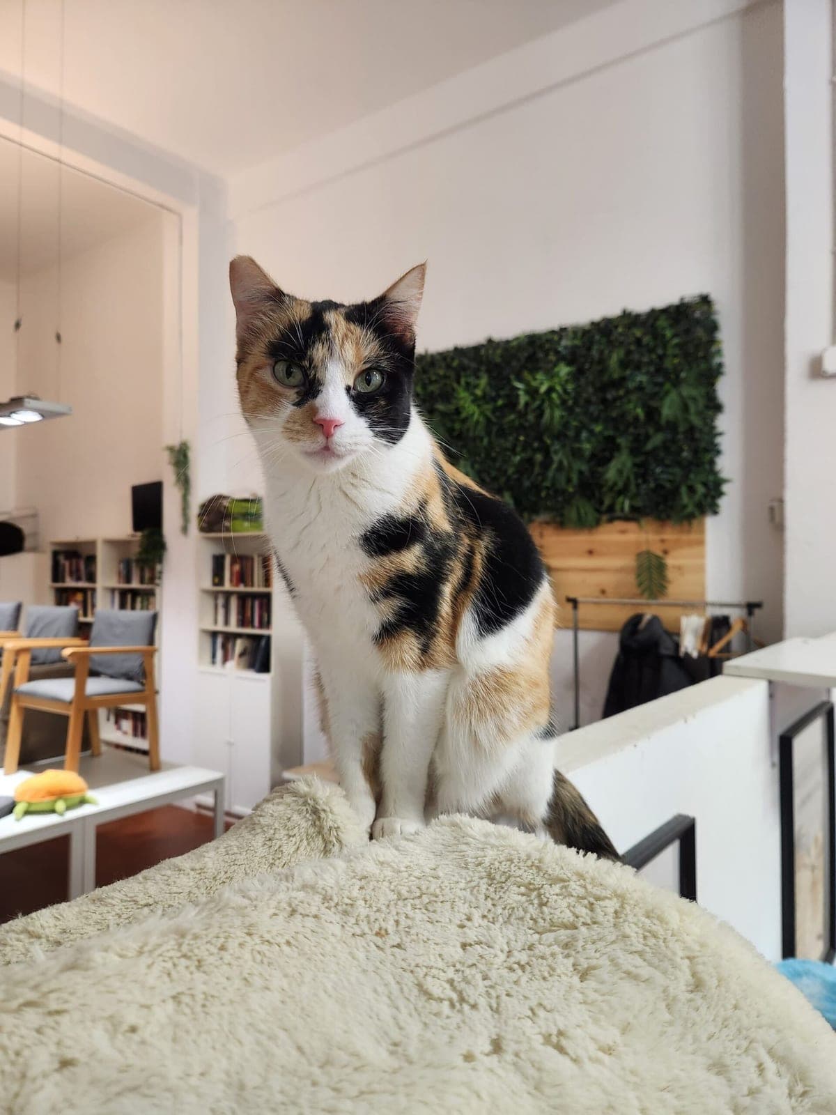 Cartel de Taller de jardín entre gatitos