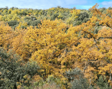 Cartel de Ruta senderista de otoño desde Salas Altas