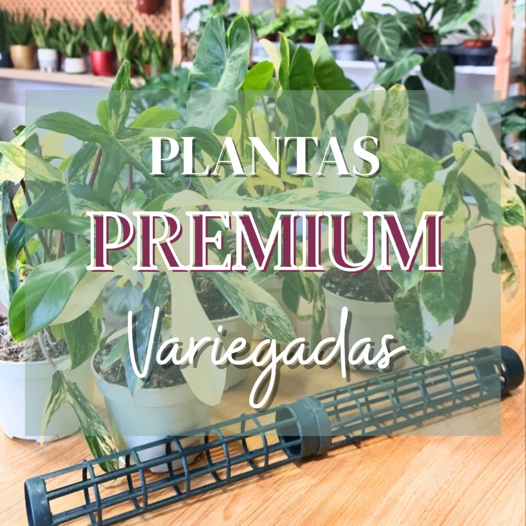 Cartel de Taller de plantas premium variegadas en Planta y Trasplanta