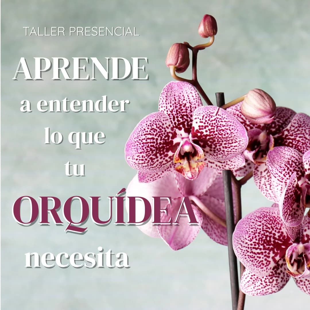 Cartel de Taller de orquídeas en Planta y Trasplanta